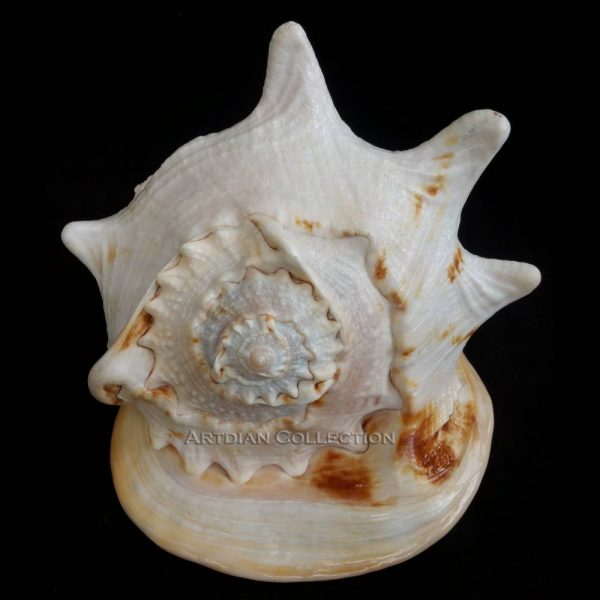 Hand Carved Dragon on Horned Helmet Seashell (Cameo Shell) - Image 3